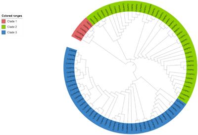 Genome-wide analysis of NPR1-like genes in citrus species and expression analysis in response to citrus canker (Xanthomonas axonopodis pv. citri)